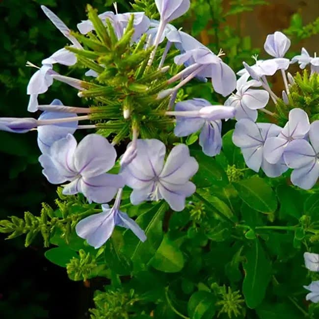 Dentelaire du Cap - plumbago capensis - Photo 3