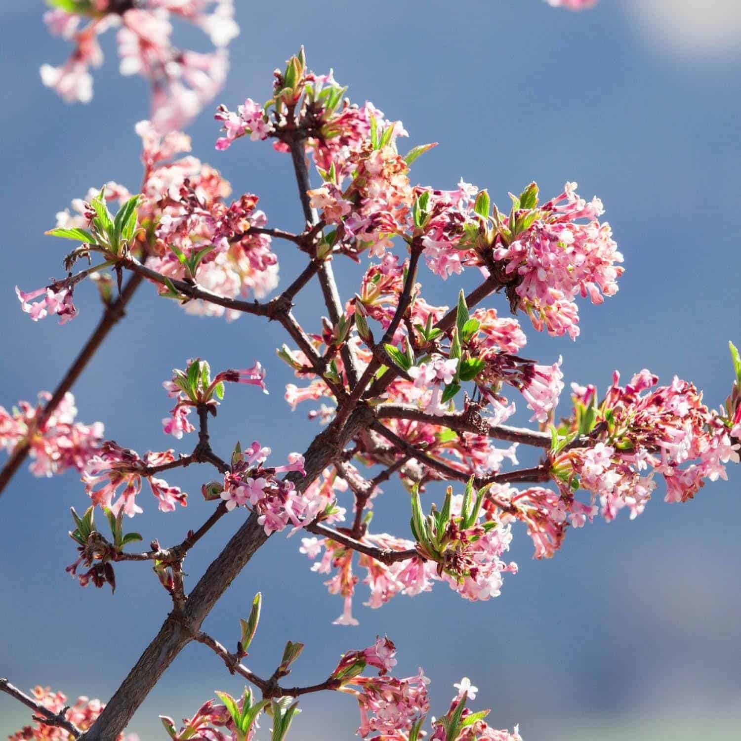 Kolkwitzia amabilis ‘Pink cloud’ / Buisson de beauté 'Pink Cloud' - Photo 3