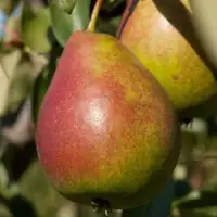 Pyrus domestica 'Louise Bonne' / Poirier Louise Bonne - Photo 2