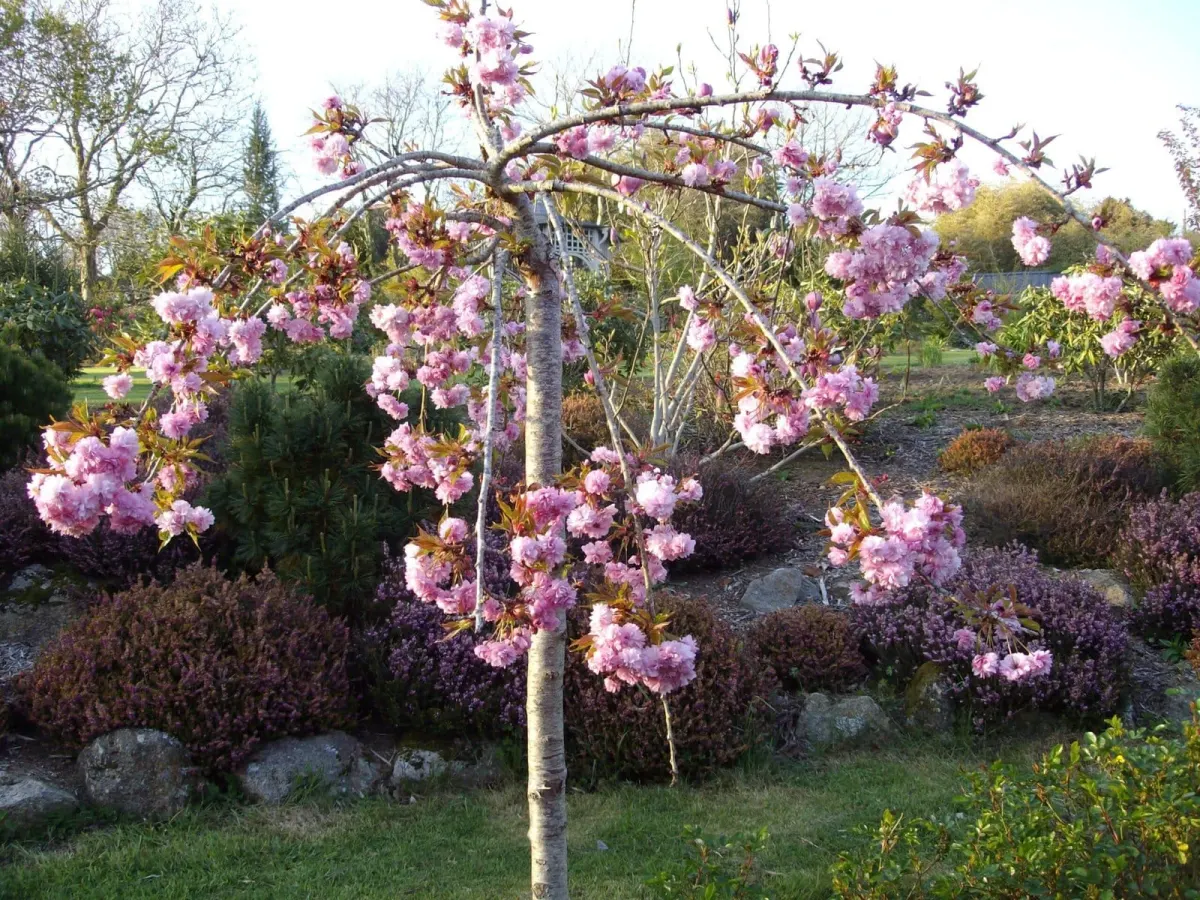 PRUNUS serrulata ‘Kiku-Shidare-Zakura’ / Cerisier du Japon pleureur - Photo 1