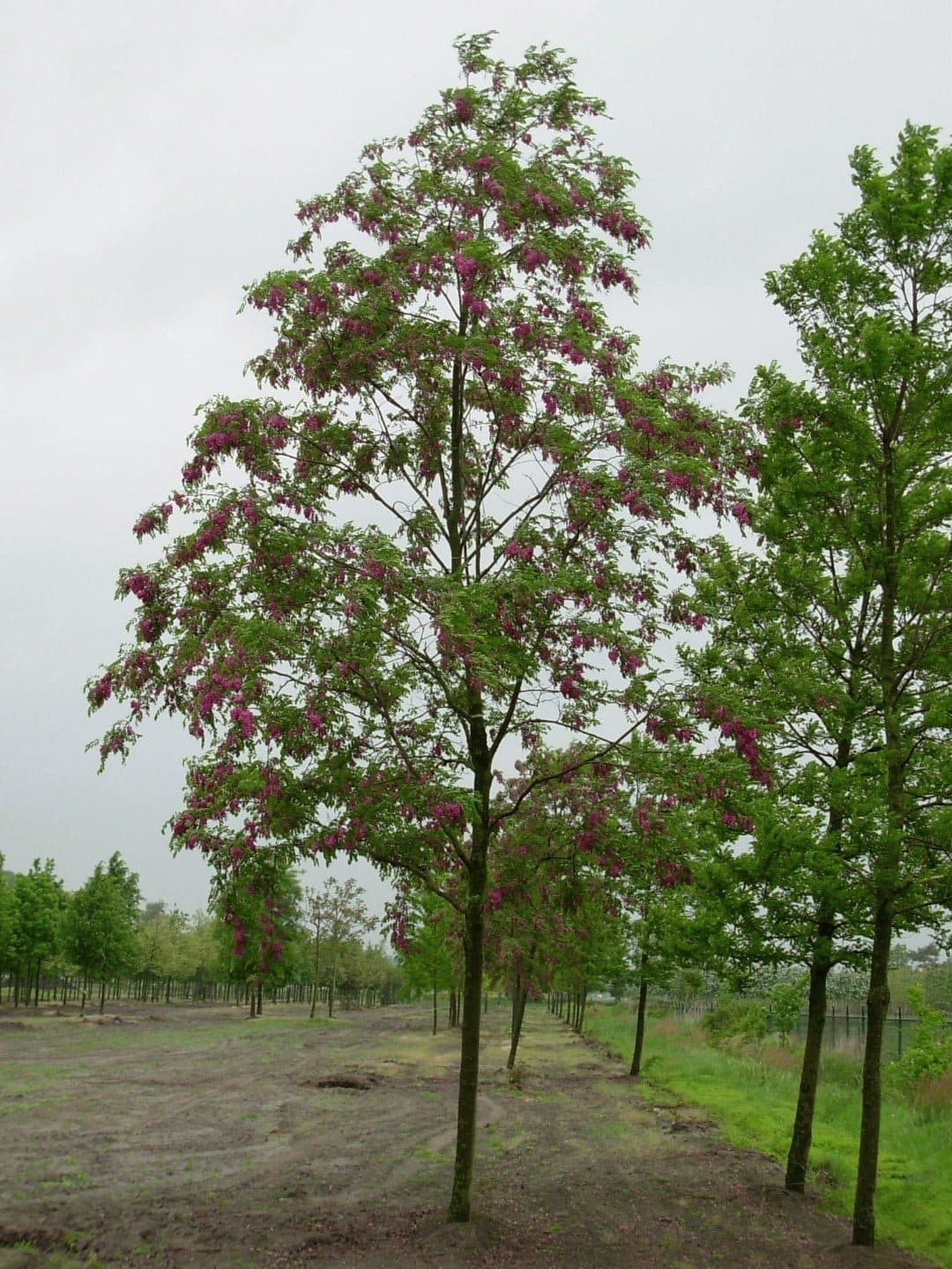 ROBINIA x margaretta casque rouge ® ‘Flemor’ / Acacia Rouge - Photo 1