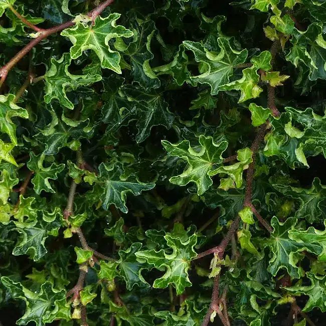 Lierre des bois 'Ivalace' - hedera helix - Photo 1