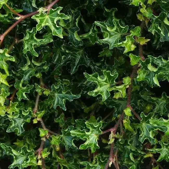 Lierre des bois 'Ivalace' - hedera helix