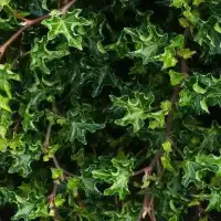 Lierre des bois 'Ivalace' - hedera helix - Photo 1