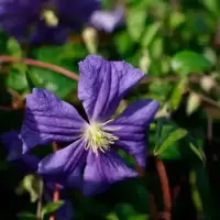 Clématite 'Perle d'Azur' - clematis viticella - Photo 4