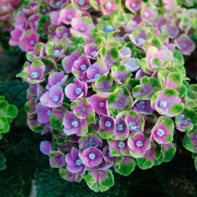 HYDRANGEA M. 'MAGICAL JADE'® / Hortensia blanc/vert - Photo 1