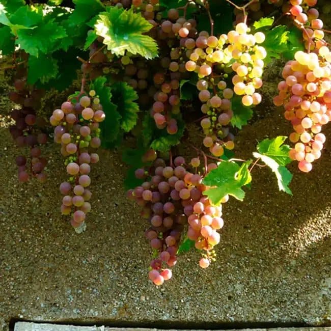 Vigne 'Chasselas Rose' - vitis vinifera - Photo 1