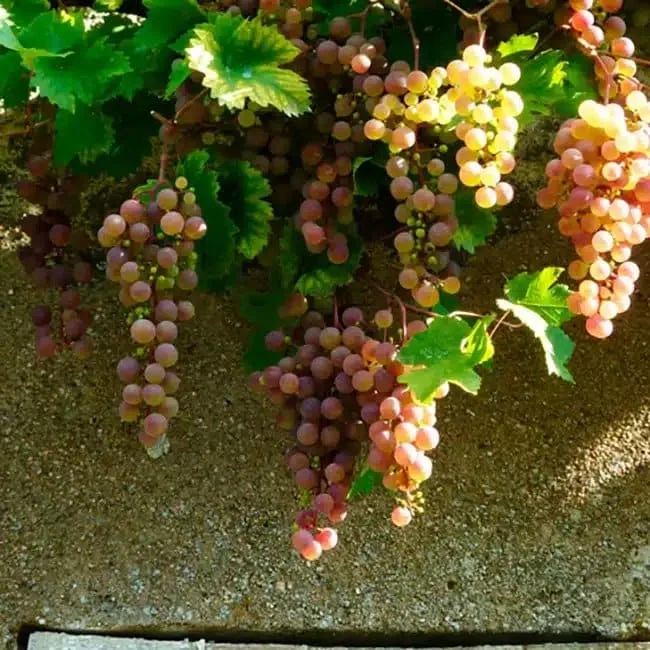 Vigne 'Chasselas Rose' - vitis vinifera
