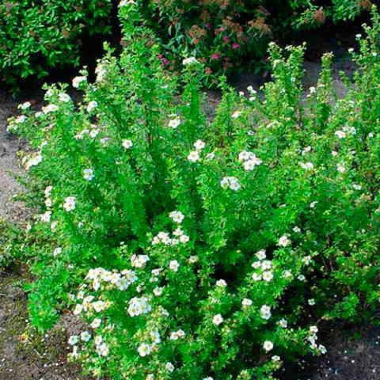 Potentilla fruticosa 'Abbotswood / Potentille arbustive 'Abbotswood' - Photo 2
