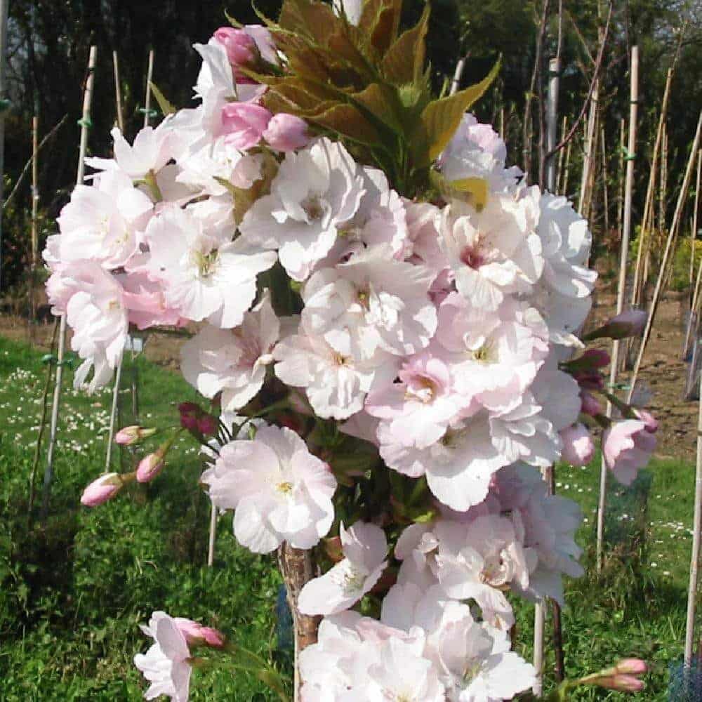 PRUNUS serrulata Amanogawa’ / Cerisier du Japon colonnaire - Photo 2