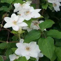 Clématite 'Mrs Georges Jackman' - clematis - Photo 3