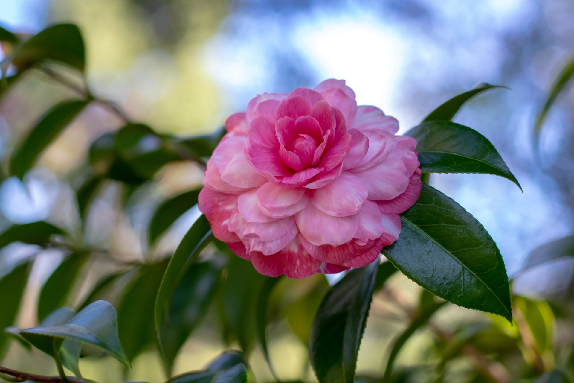 CAMELLIA japonica 'Bicolor' / Camelia bicolor - Photo 1