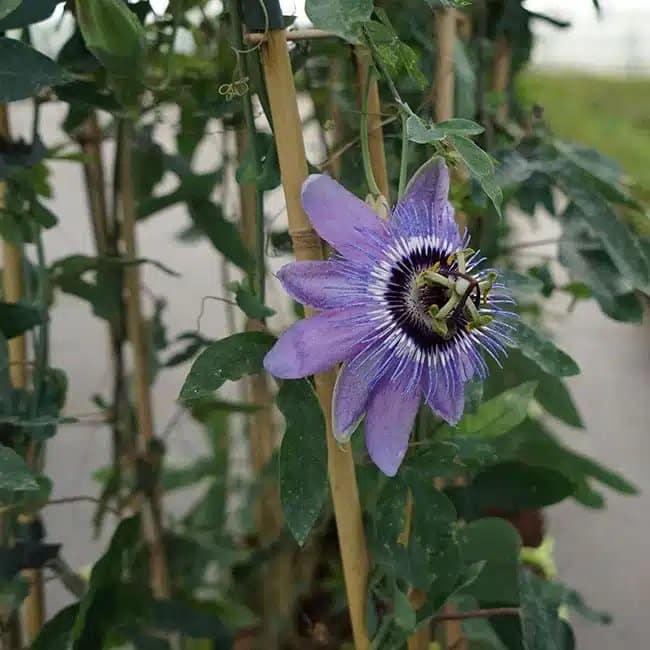 Passiflore 'Lady Betty Myles Young' - passiflora - Photo 3