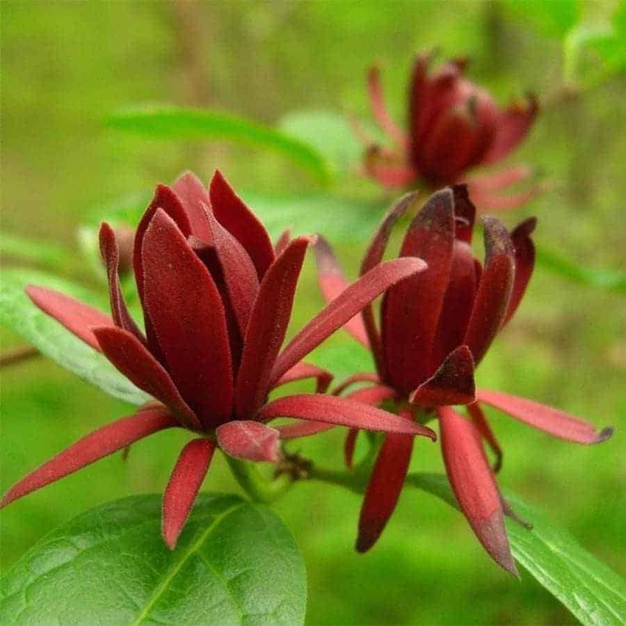 CALYCANTHUS floridus / Arbre aux anémones - Photo 2