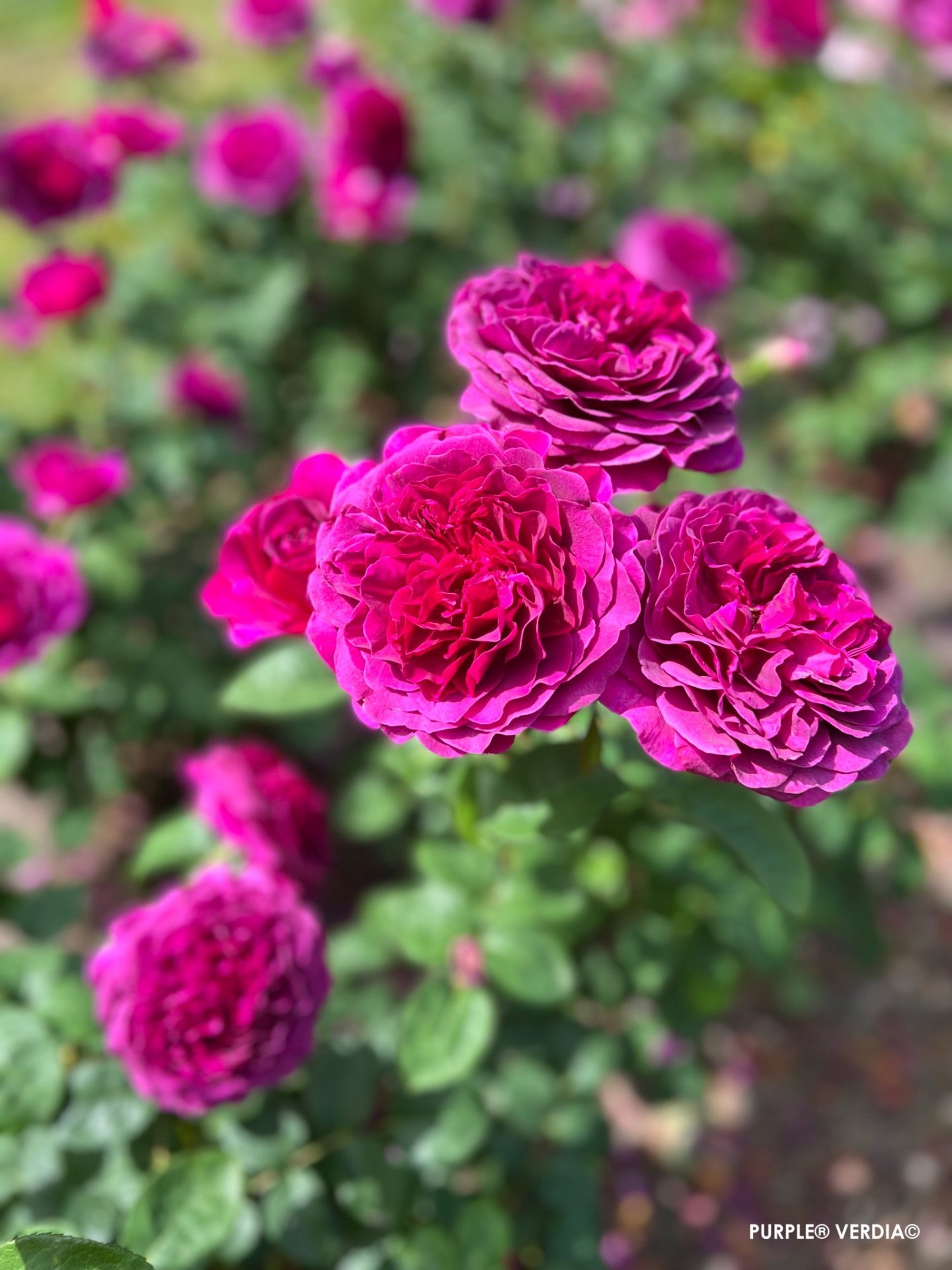 ROSIER buisson 'Purple voluptia' - Photo 8