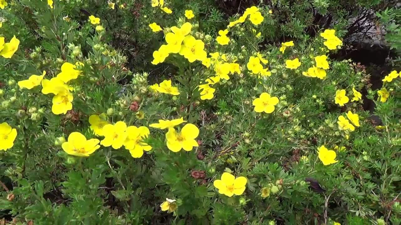 Potentilla fruticosa ‘Goldfinger’ / Potentille jaune - Photo 3
