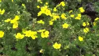 Potentilla fruticosa ‘Goldfinger’ / Potentille jaune - Photo 3
