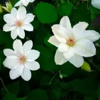 Clématite 'Mrs Georges Jackman' - clematis - Photo 1