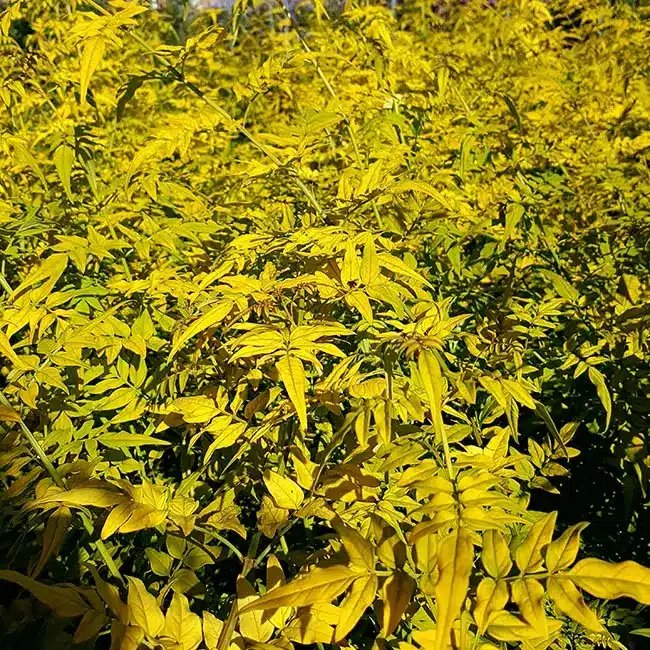 Jasmin officinal 'Aureovariegatum' - jasminum officinalis - Photo 1