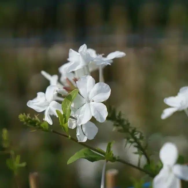 Dentelaire du Cap - plumbago capensis alba - Photo 1