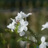 Dentelaire du Cap - plumbago capensis alba - Photo 1