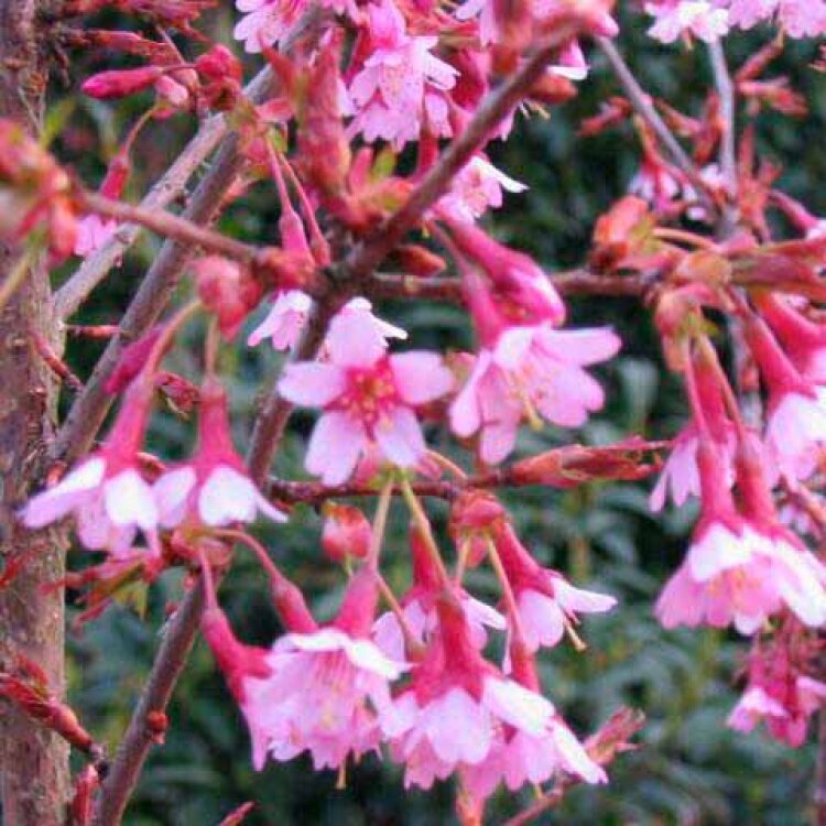 PRUNUS x ' Okame ' / Cerisier du Japon - Photo 2