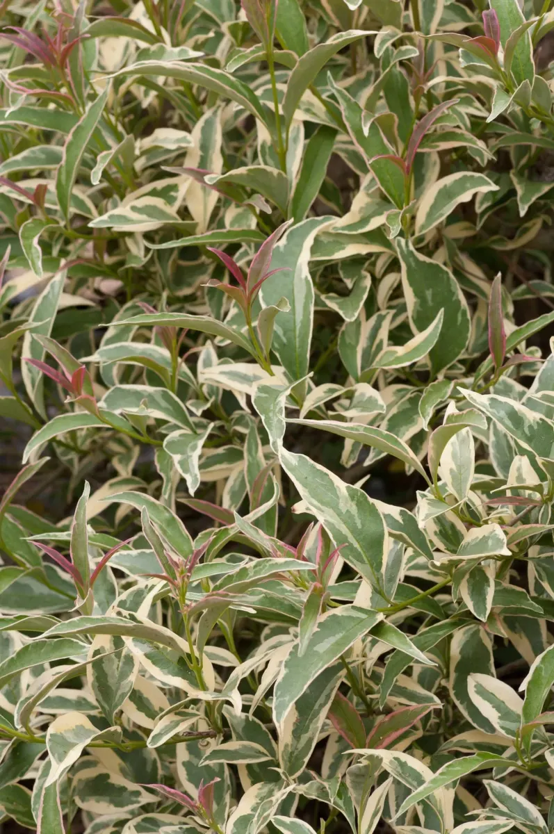 LIGUSTRUM lucidum ‘Tricolor’ / Troène du Japon panaché - Photo 2