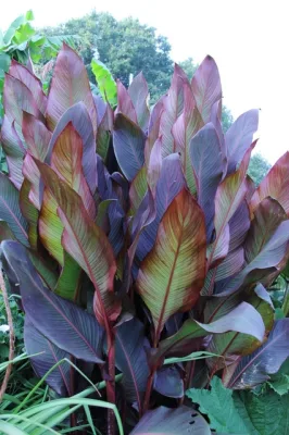 CANNA 'MUSAFOLIA RUBRUM' / Canna géant