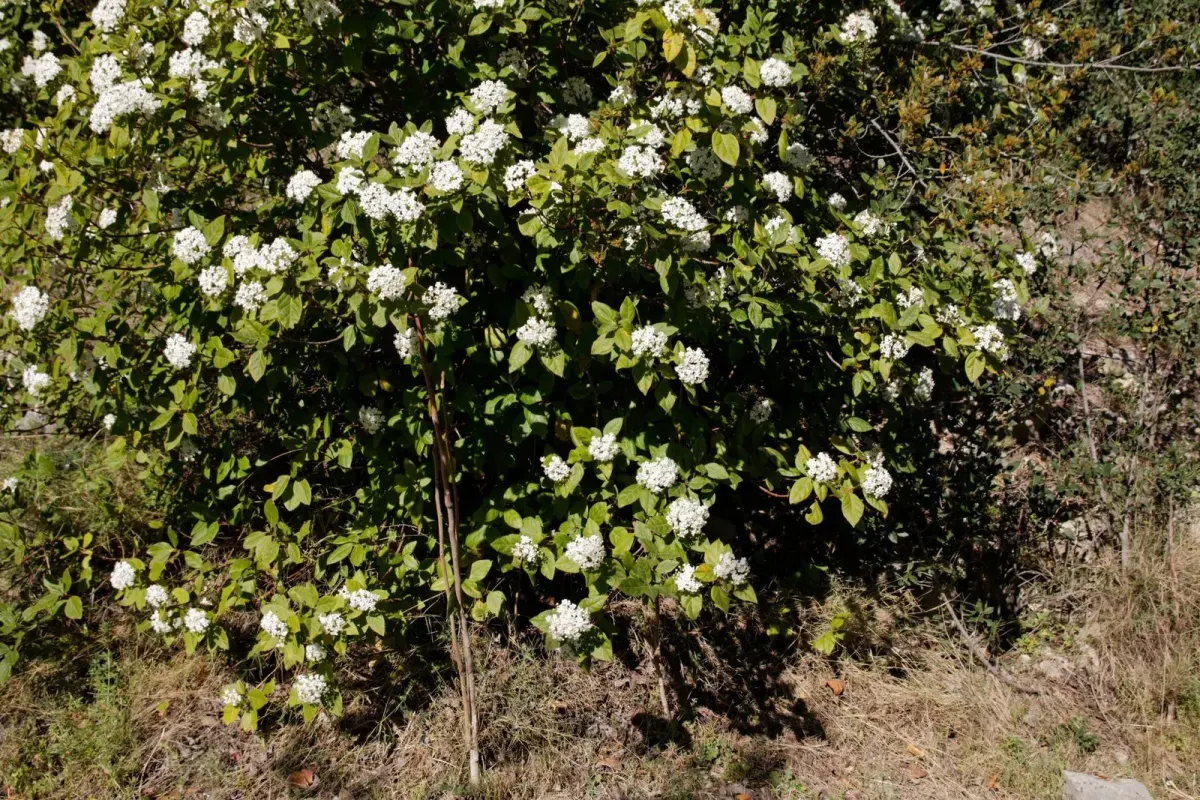 VIBURNUM tinus / Viorne tin, Laurier tin - Photo 2