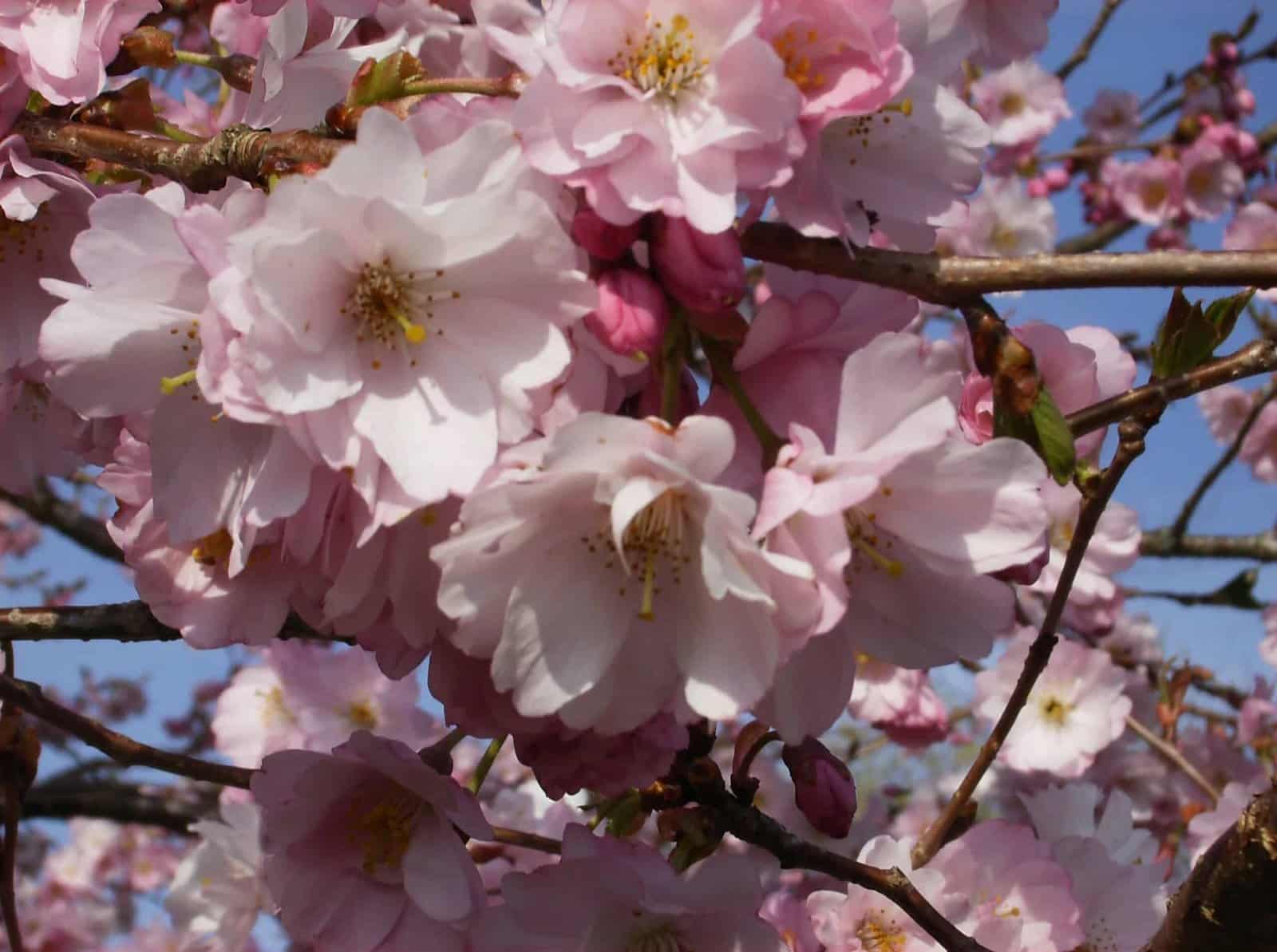 PRUNUS 'Accolade' / Cerisier du Japon 'Accolade' - Photo 1