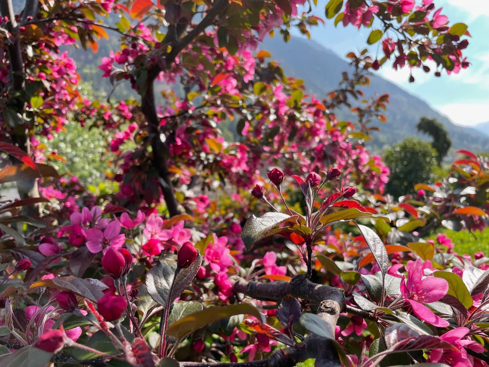 MALUS x moerlandsii 'Profusion' / Pommier d'ornement - Photo 1