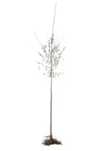 8/10 cm RACINES NUES