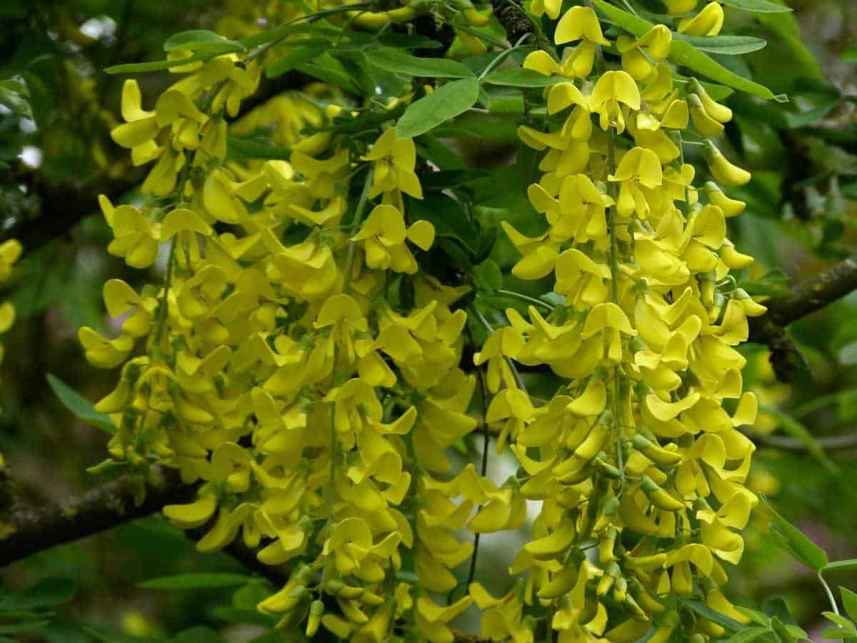 LABURNUM anagyroïdes / Cytise commun, Faux ébénier - Photo 2
