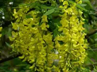 LABURNUM anagyroïdes / Cytise commun, Faux ébénier - Photo 2