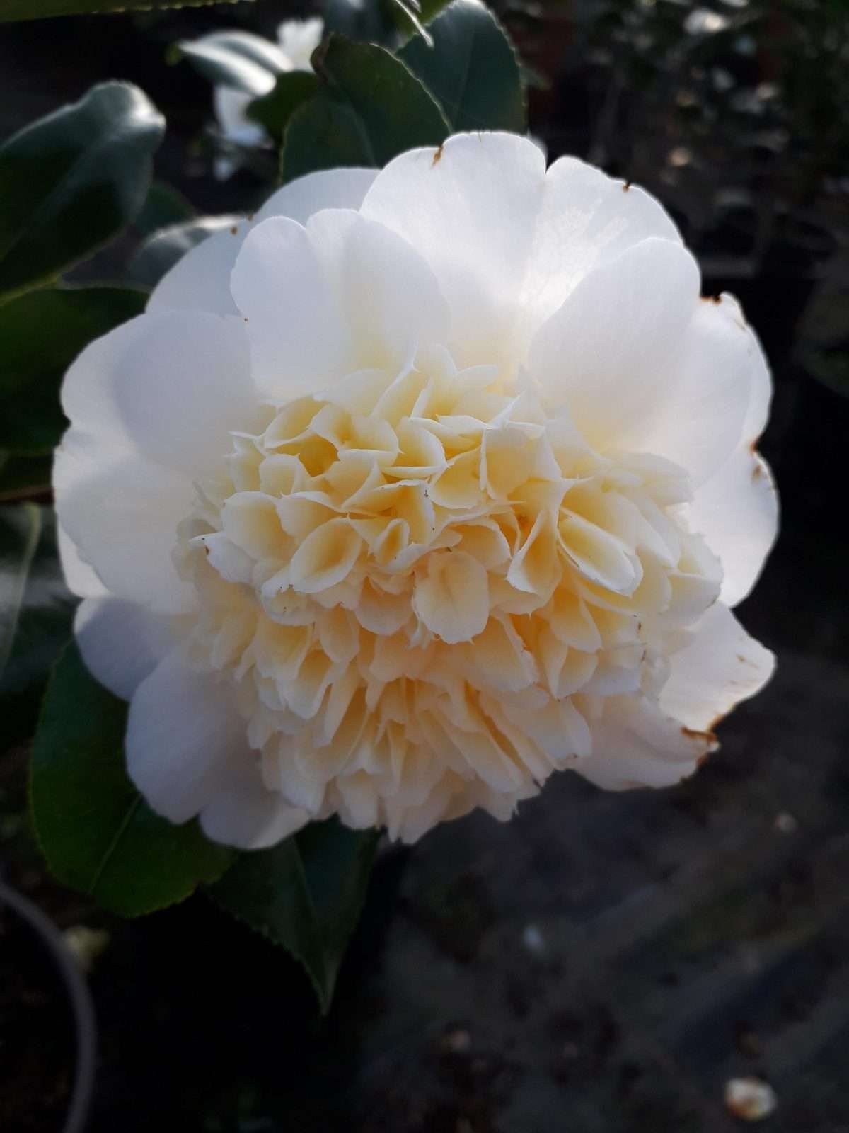 CAMELLIA JAPONICA 'YELLOW' / Camélia jaune - Photo 1