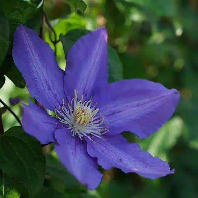 Clématite 'Vyvyan Pennell' - clematis - Photo 3