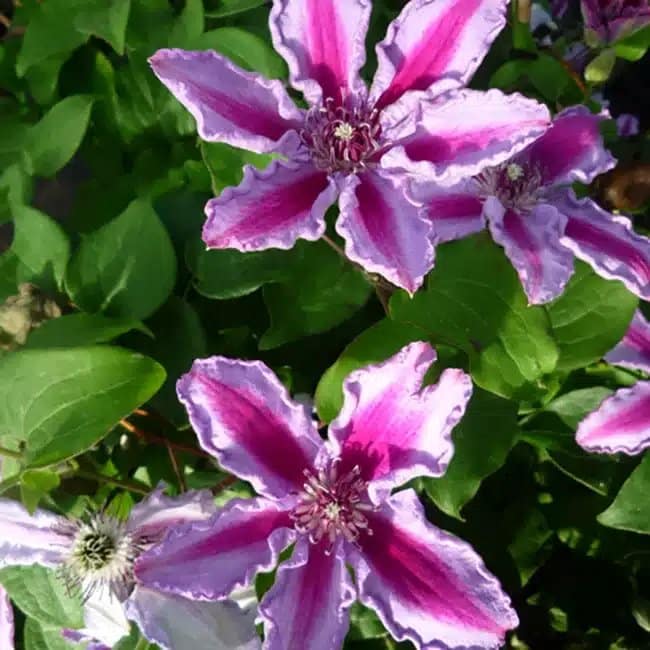 Clématite 'Tudor' - clematis - Photo 4