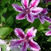 Clématite 'Tudor' - clematis - Photo 4