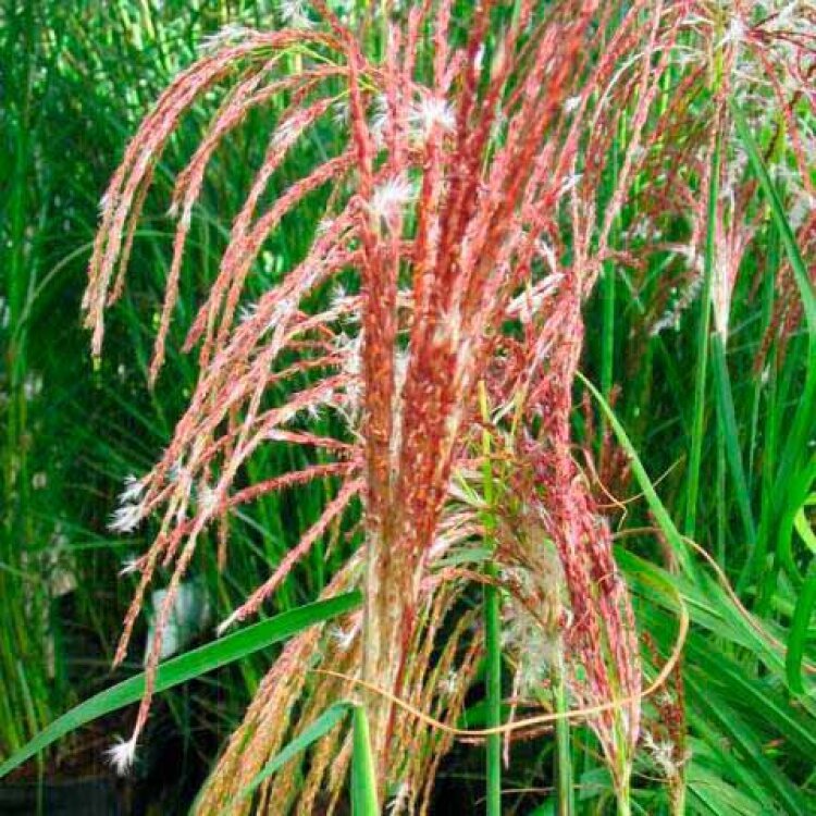 MISCANTHUS SIN. 'FLAMINGO' / Roseau de Chine - Photo 2