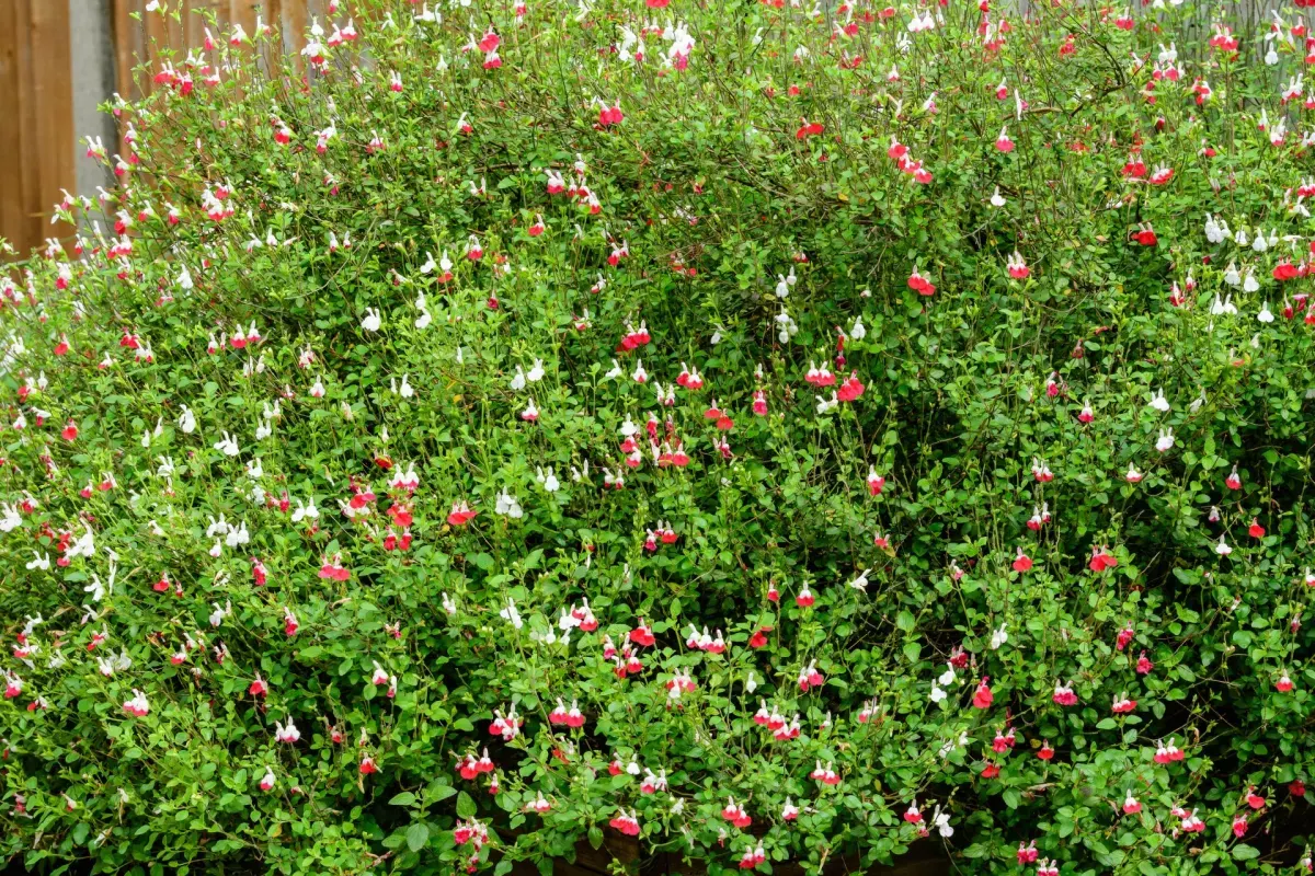 SALVIA microphylla 'Hot Lips' / Sauge de Graham - Photo 2