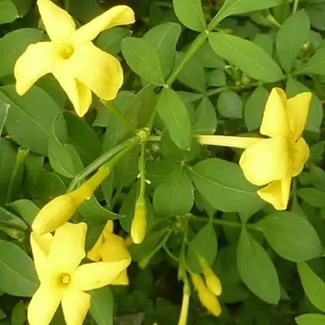 Jasmin d'Italie 'Revolutum' - jasminum humile - Photo 1