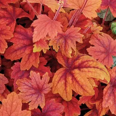 HEUCHERELLA 'SWEET TEA' / Heuchérelle