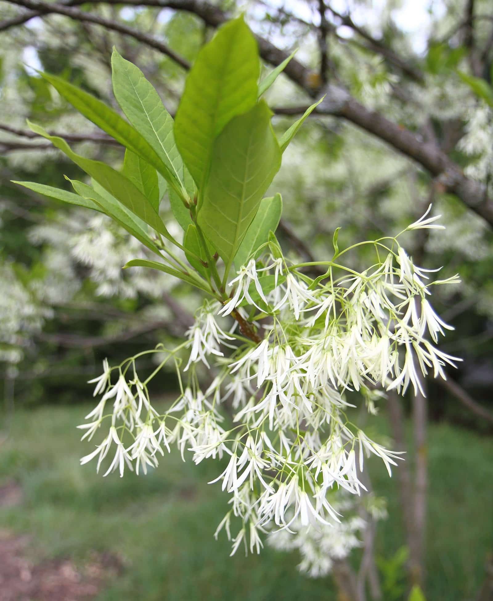 CHIONANTHUS virginicus / Arbre de neige - Photo 1