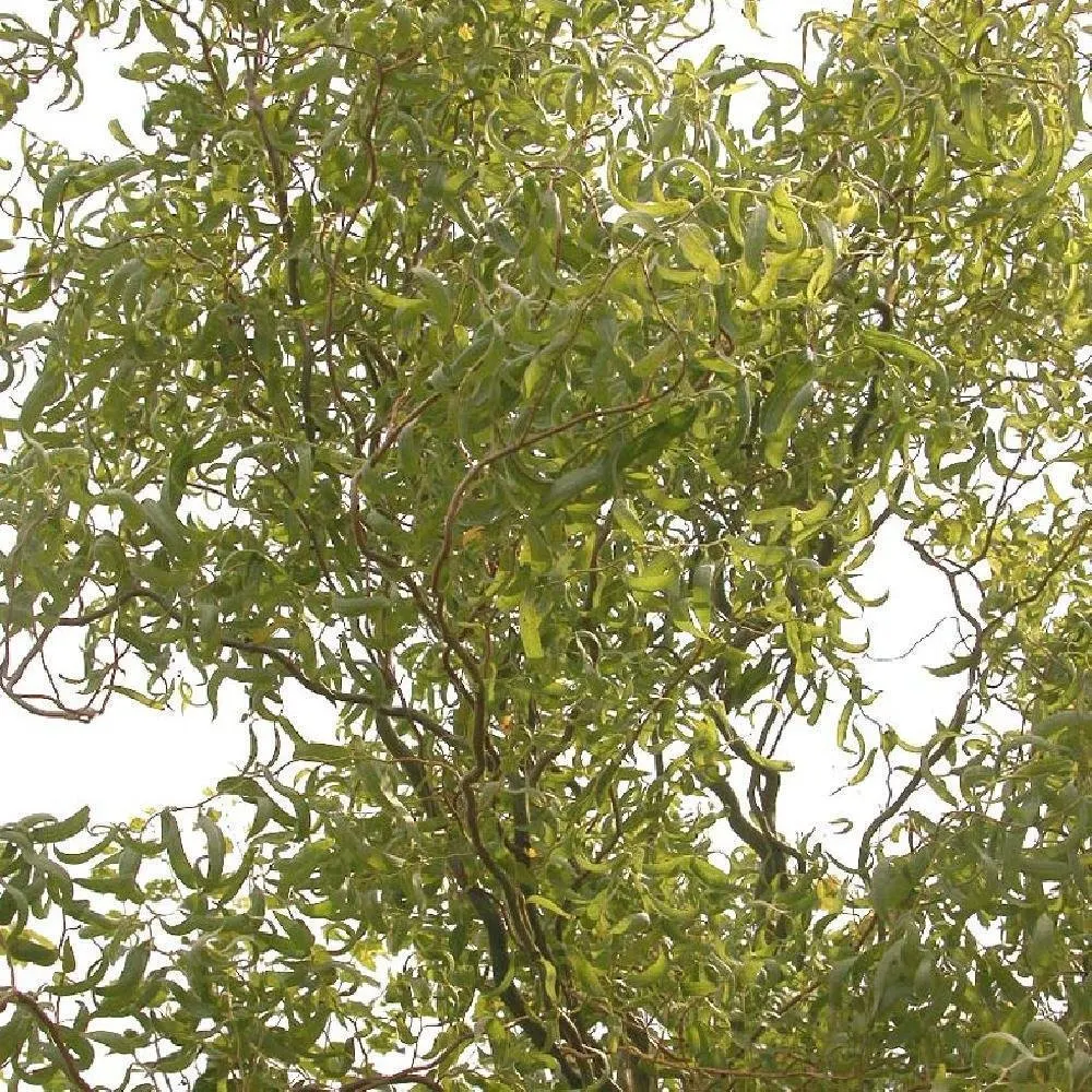 SALIX babylonica ‘Tortuosa’ / Saule tortueux - Photo 2