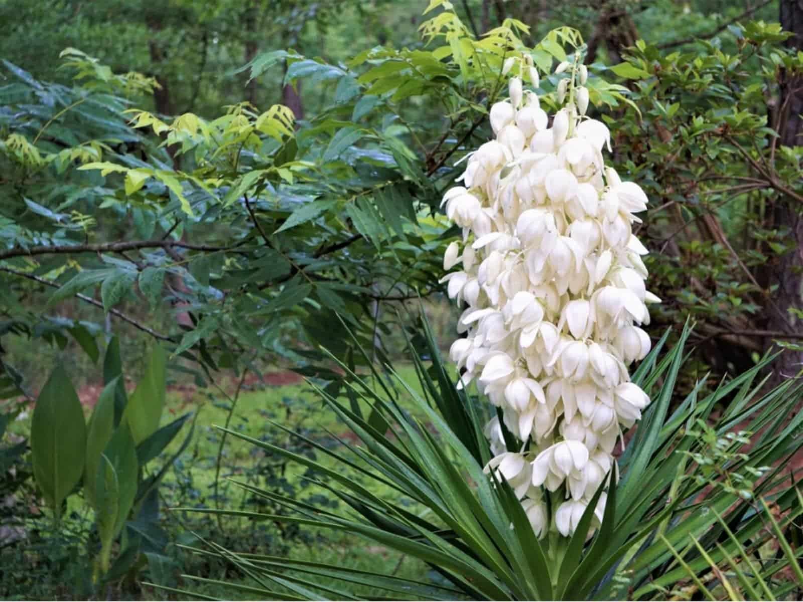 YUCCA filamentosa / Yucca filamentosa - Photo 2