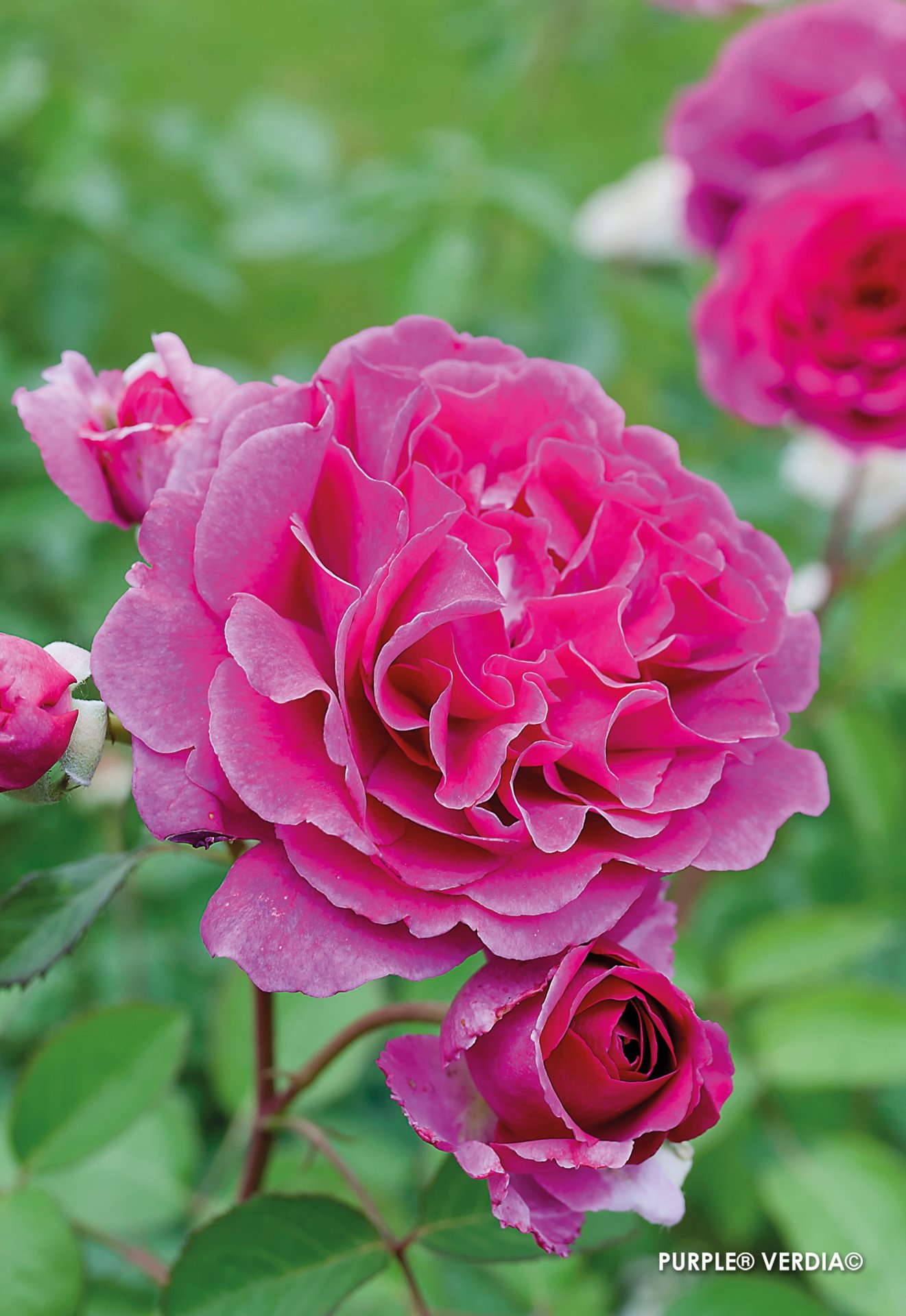 ROSIER buisson 'Purple voluptia' - Photo 1