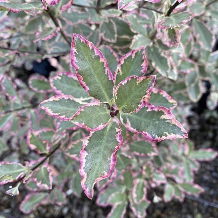 PITTOSPORUM tenuifolium 'ELIZABETH' / Pittospore à petites feuilles - Photo 1