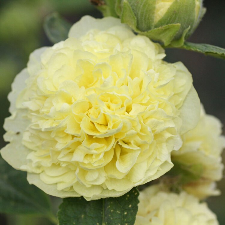 ALCEA ROS. 'CHATER'S DOUBLE YELLOW' / Rose-trémière - Photo 1