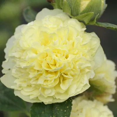 ALCEA ROS. 'CHATER'S DOUBLE YELLOW' / Rose-trémière - Photo 1