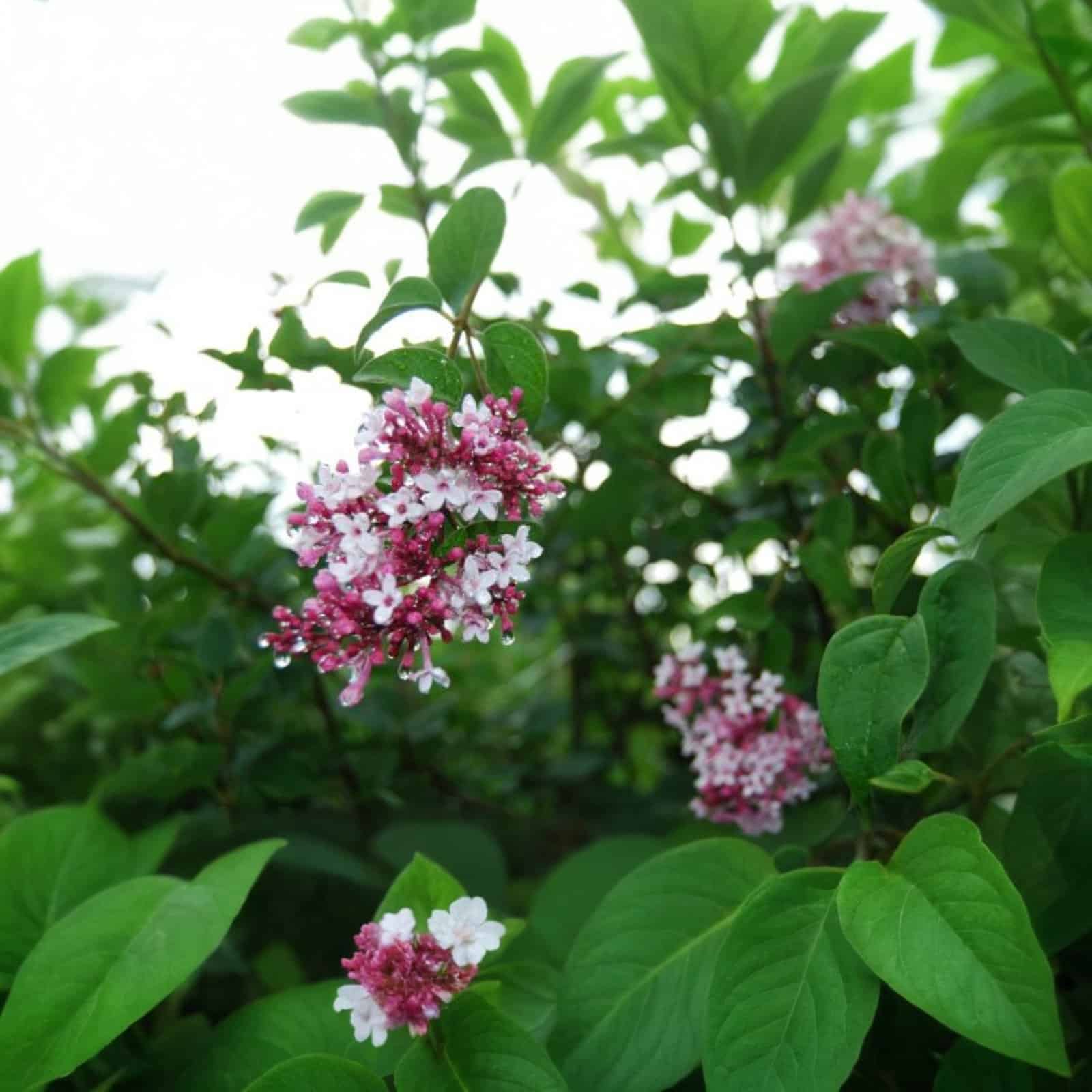 Syringa x velutina Josée / Lilas de Chine - Photo 1